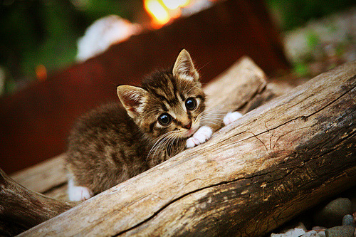 爱游戏电竞-摩纳哥攻击疲态显露，受伤员待恢复，摩纳哥2020