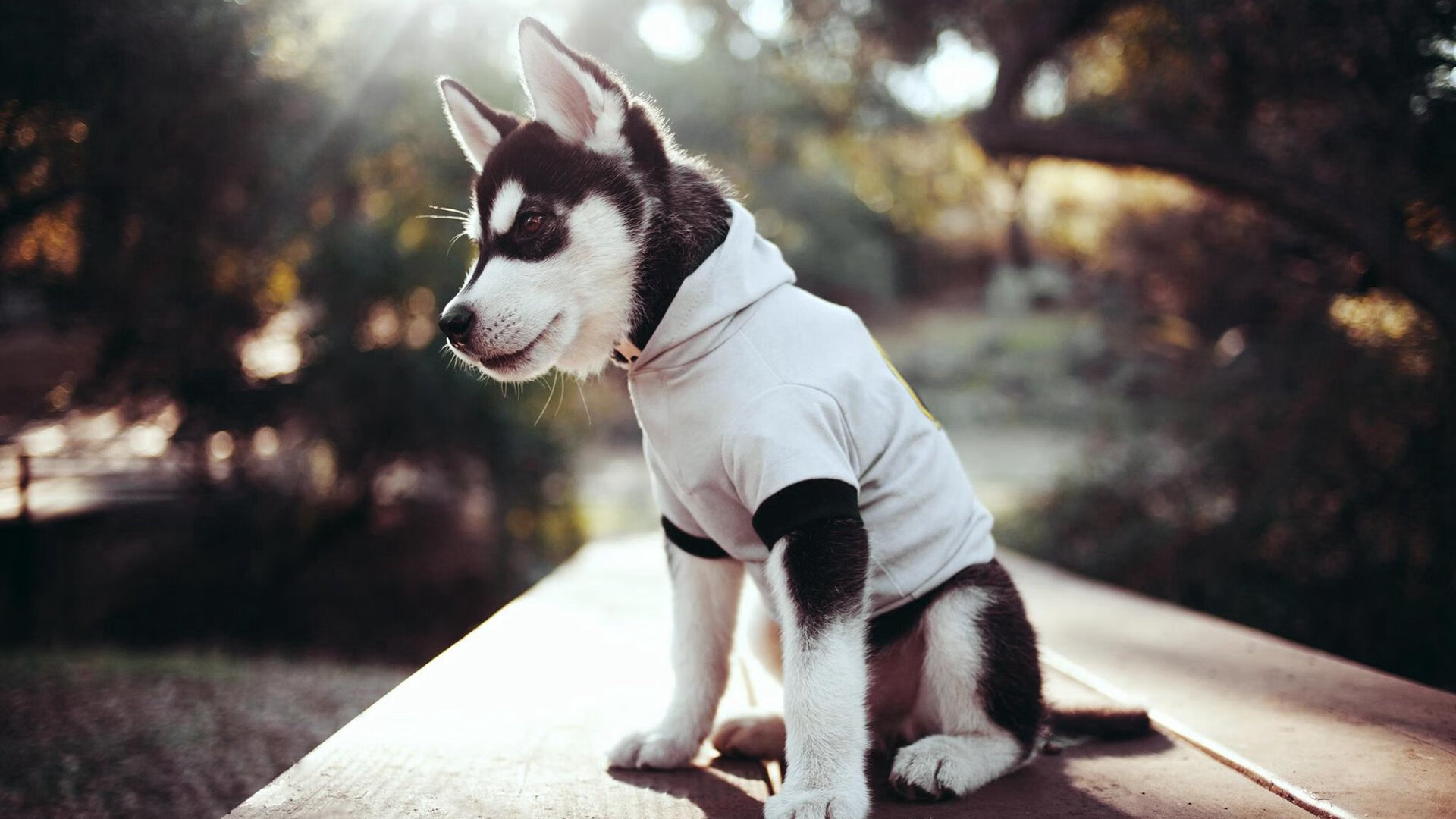 爱游戏电竞官网-皇家马德里力克死敌，夺得足总杯冠军，皇家马德里老队员