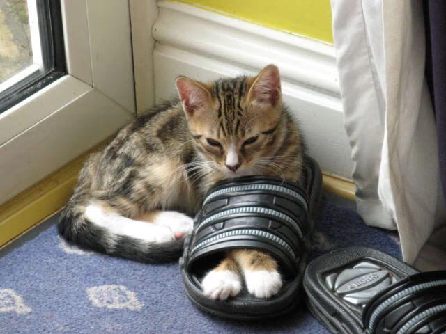 足球改革是否面临执行落地的最后一公里,足球改革什么时候提出的