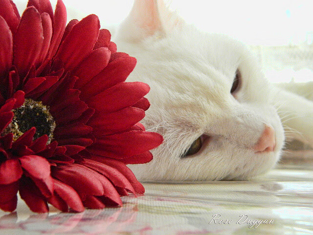 都灵斯图加特战胜对手，以大比分稳固领先优势，都灵vs恩特拉比赛结果