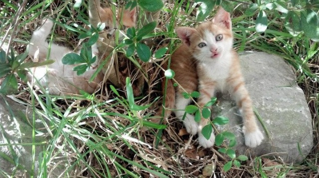 阿尔巴尼亚欧预赛失利，出线前景堪忧，阿尔巴尼亚队名单