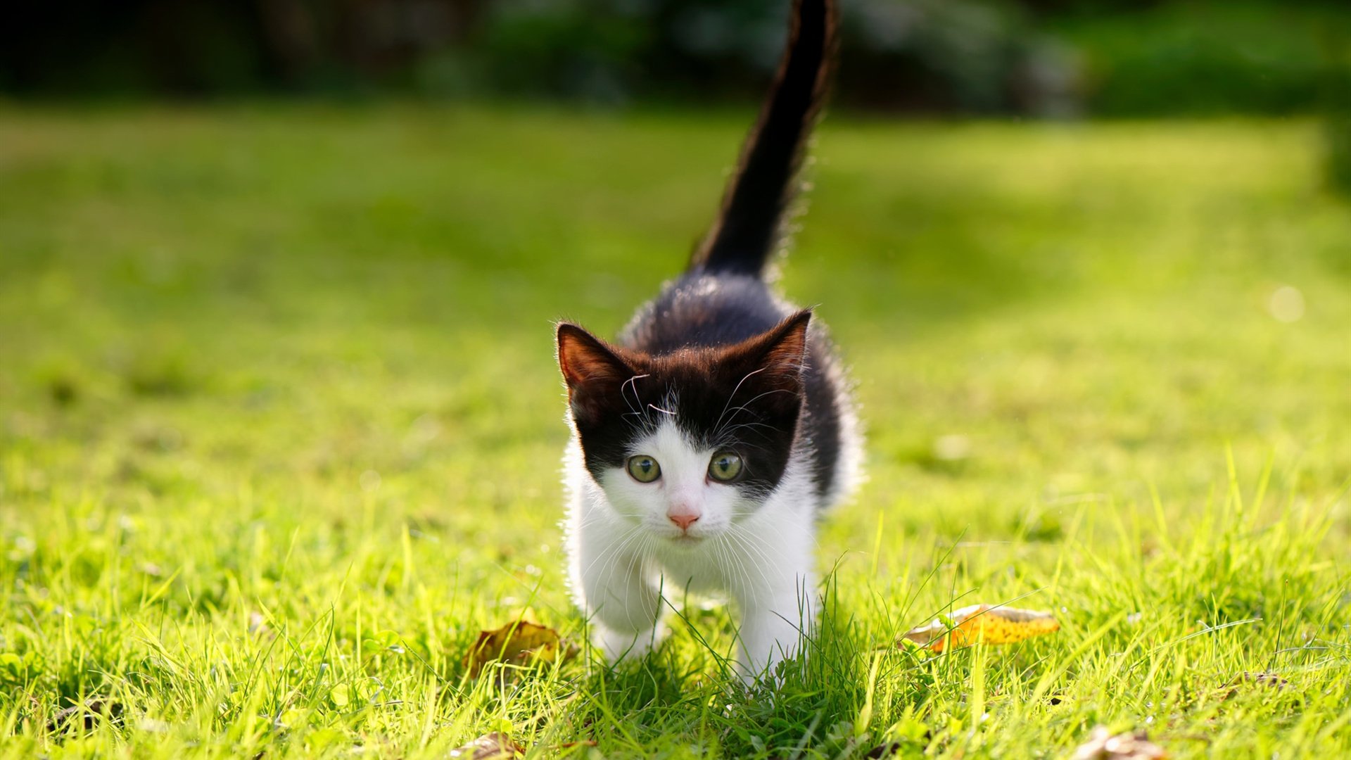 青海宝蓝队员实力强劲，迎来挑战，青海宝矿工程咨询有限公司