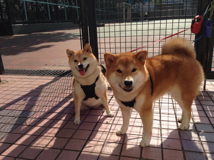 NBA联盟裁判员心理素质培养方案优化,篮球裁判员精神