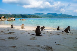 爱游戏体育-世界沙滩龙舟锦标赛中国团队表现优异，国际龙舟锦标赛