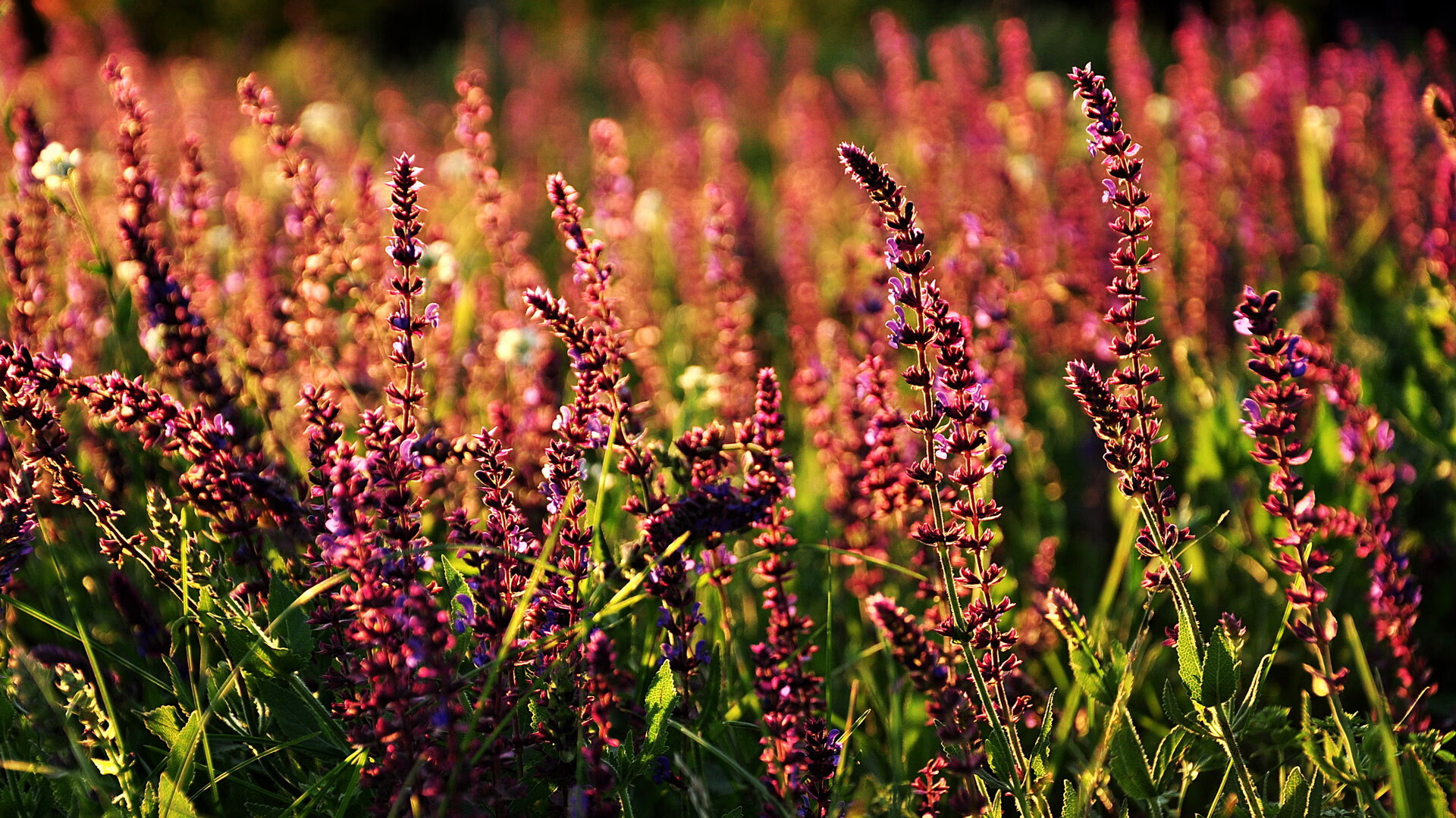 篮球运动员心理压力管理方法探讨,篮球运动员怎么解决需求