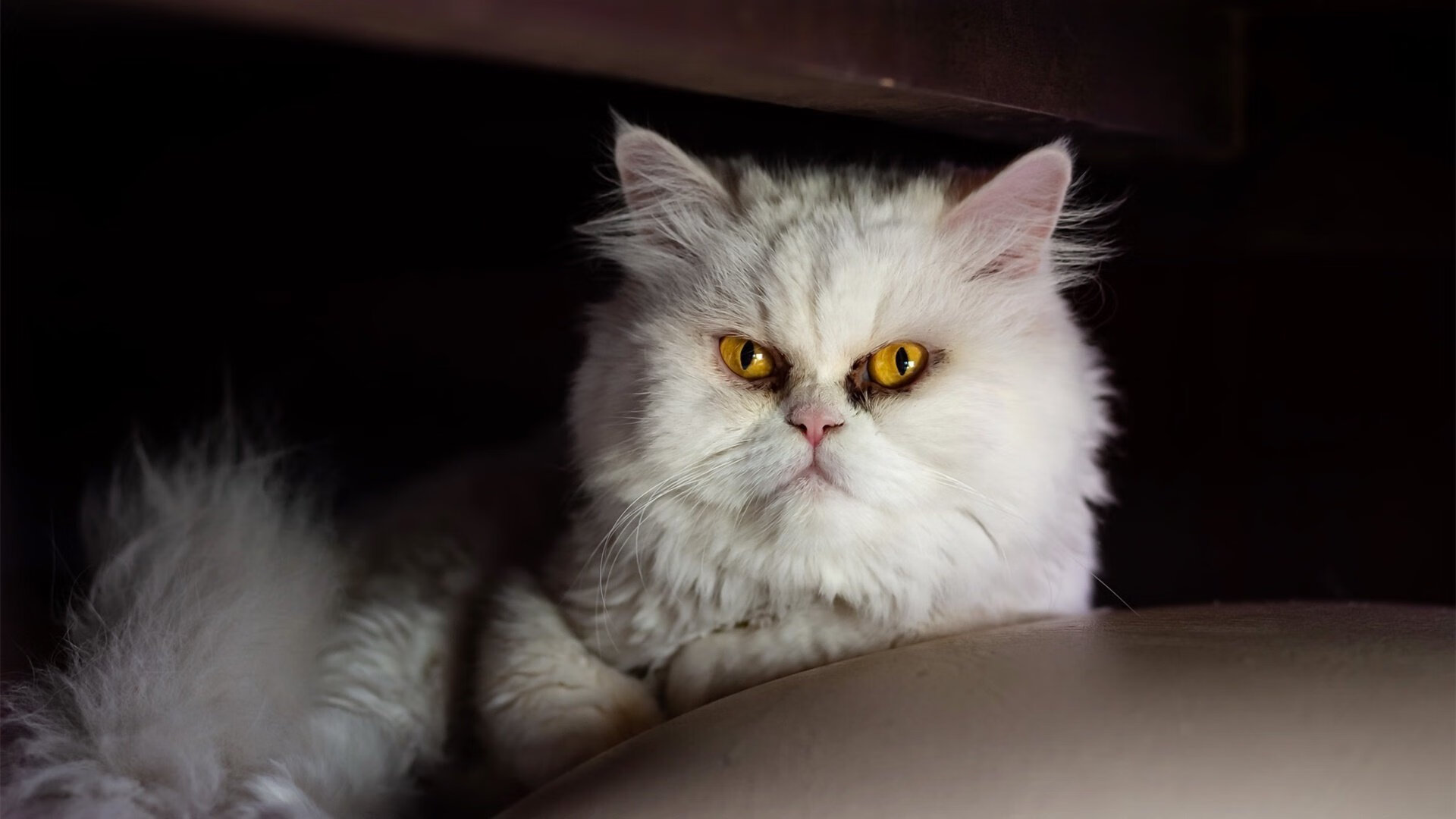 运动员训练营管理规范制定,运动队训练管理办法