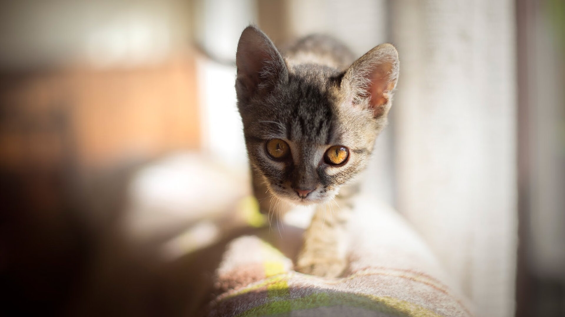 青少年体育社会支持系统研究,青少年体育司