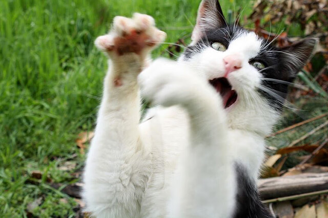 高校运动训练效果监控平台,高校运动项目的训练设置