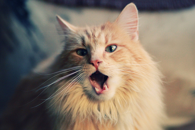 国家男篮多次进行热身赛磨合阵容配合,中国男篮热身赛时间