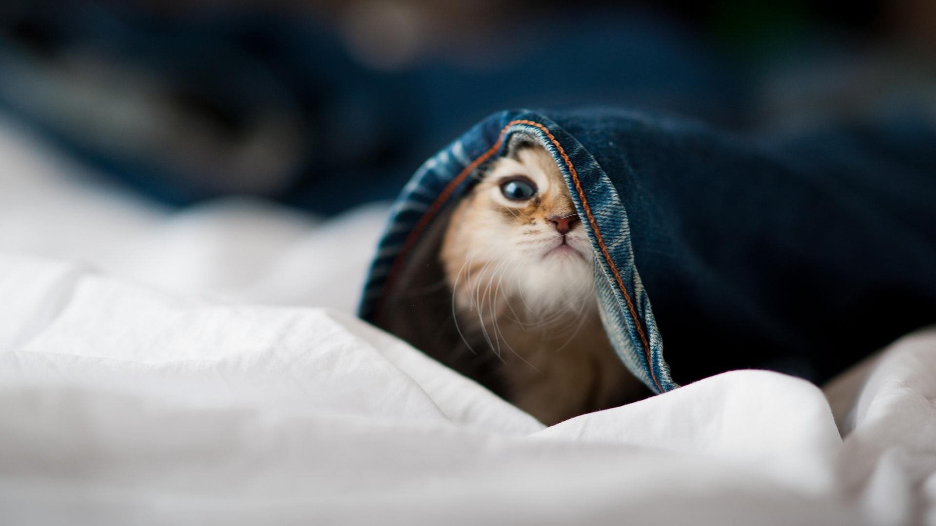 国王助教亲自参与投篮训练指导动作,国王助理教练