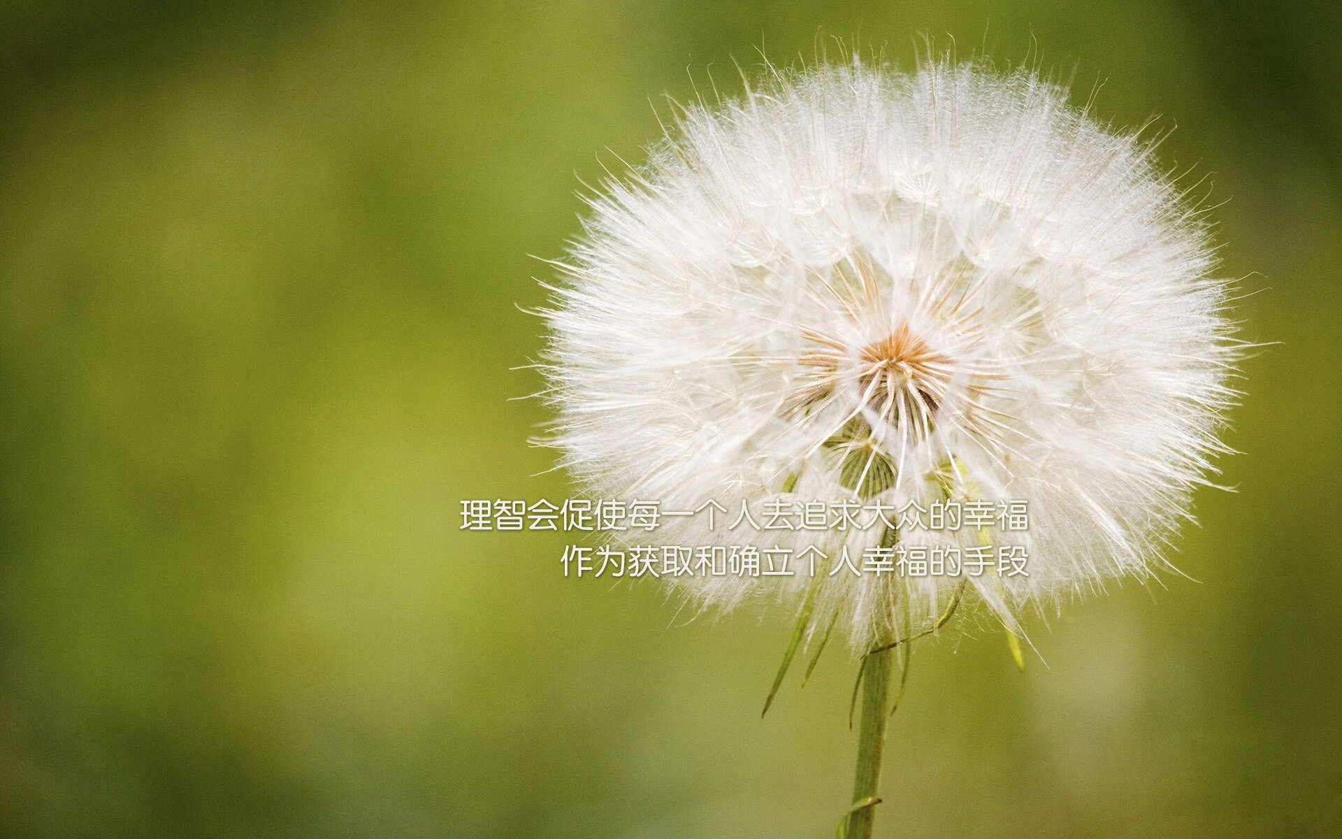 基:全黑队后防线的重要支柱,防守反应速度极快