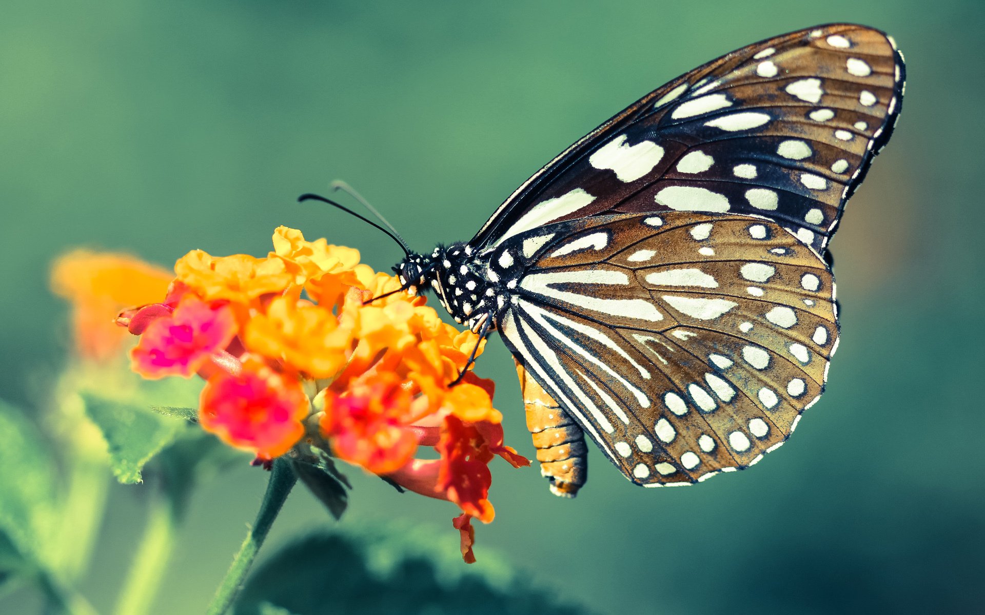 张雨霏展示赛前热身动作被点赞,张雨霏参赛项目