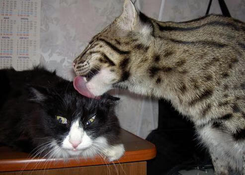 爱游戏电竞官网-技术派蛙泳代表 普里戈达赢得掌声