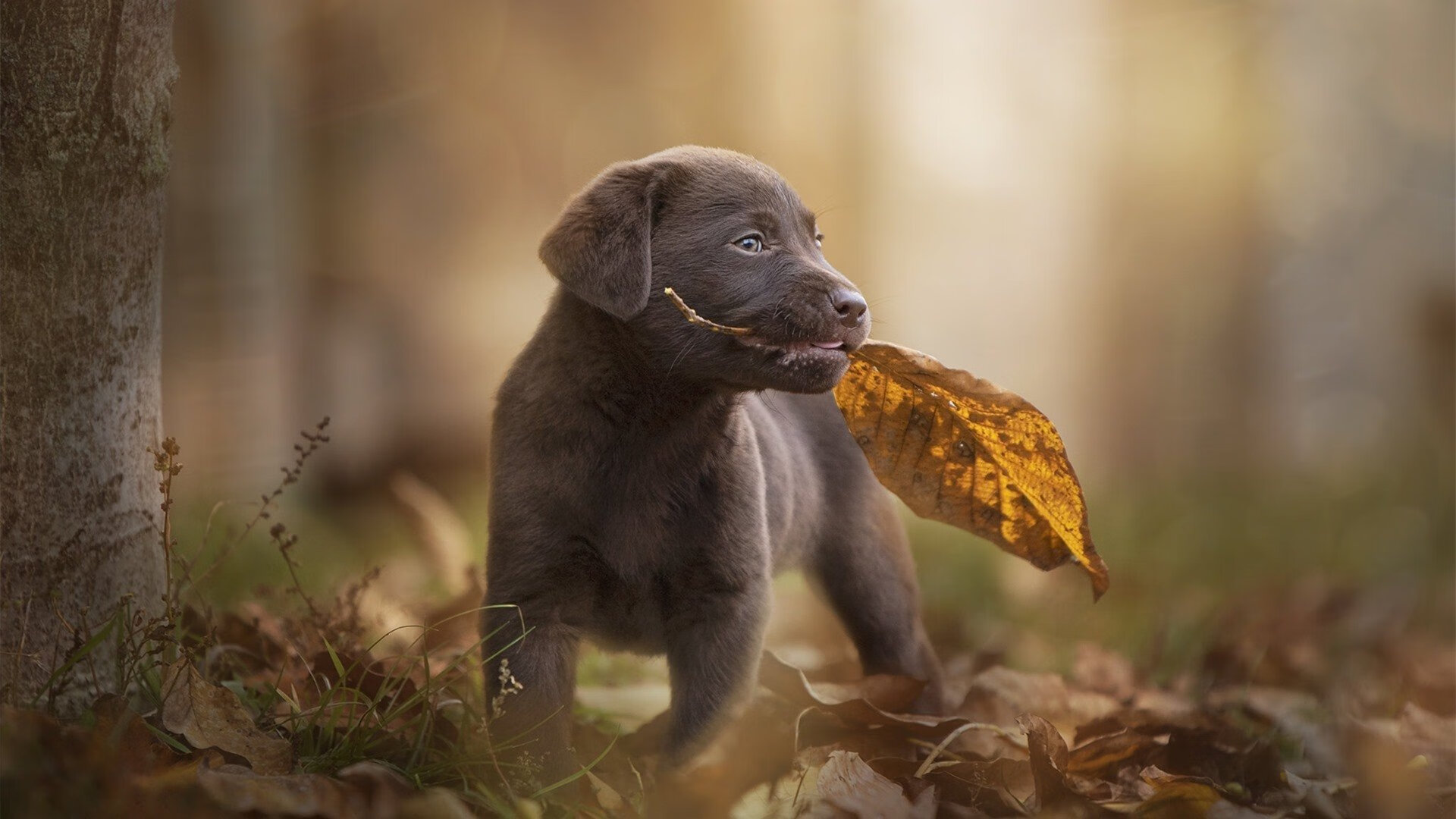 林丹出席国际论坛畅谈运动员退役生活，林丹退役干啥去了