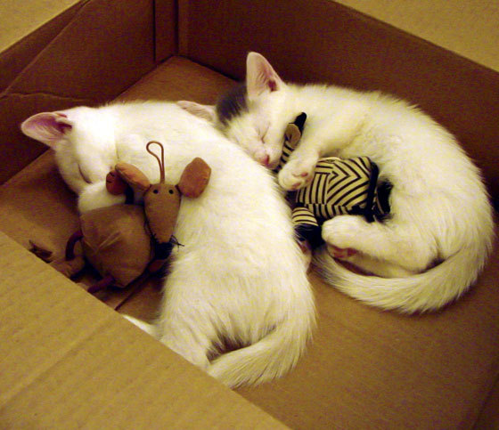 热火加快进攻节奏减少对抗时间消耗，热火队训练过度