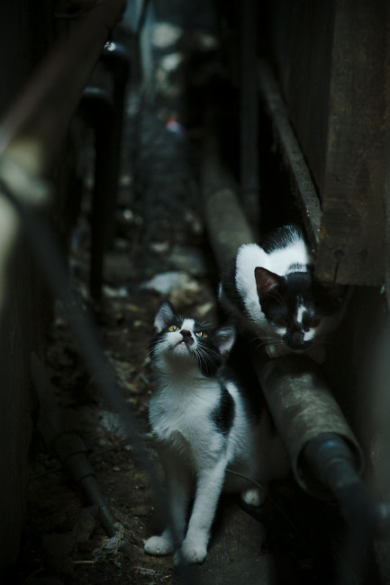 青少年足球训练营引入国际先进的训练理念和设备,青少年足球训练体系