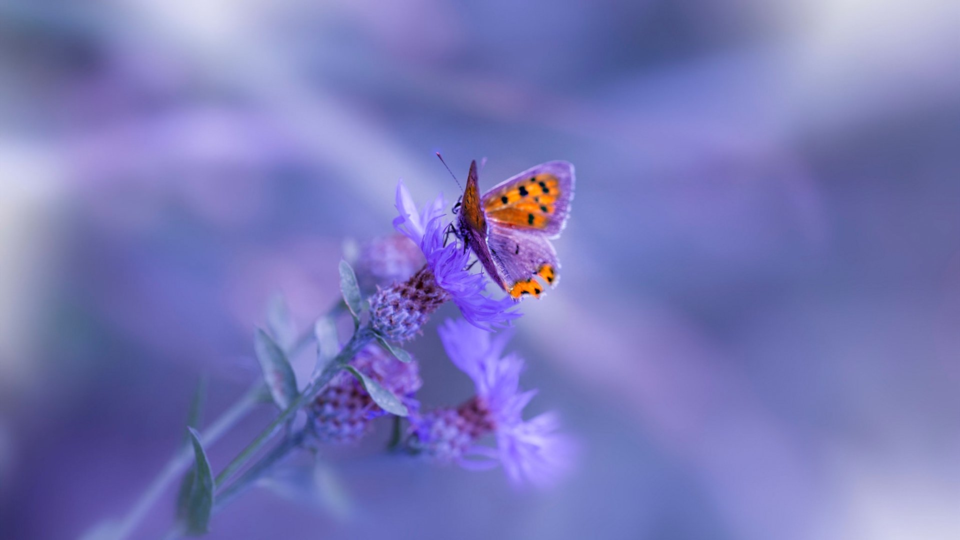 马拉维男篮在非洲锦标赛中夺冠,刷新历史纪录,非洲马拉维说什么语言